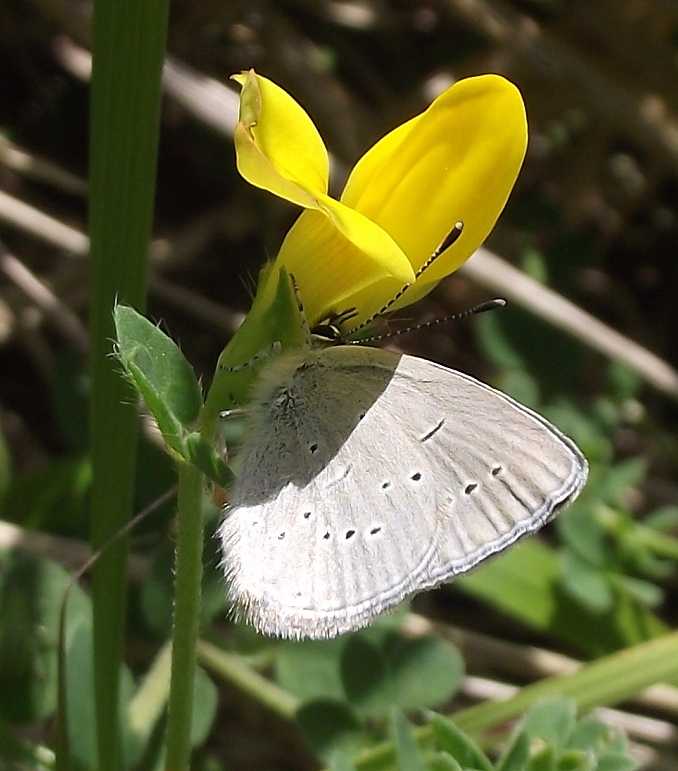 Cupido minimus Cupido minimus